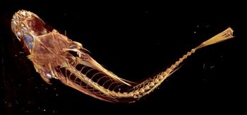 Media type: image;   Ichthyology 27957